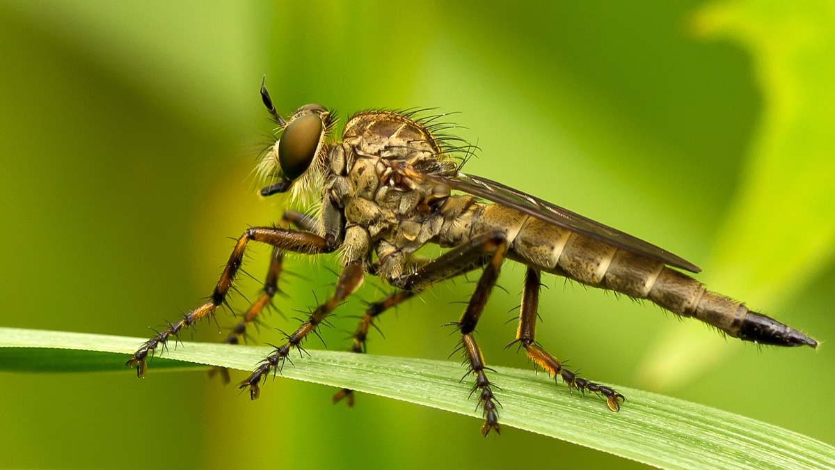Luce e insetti: lampade adatte proteggono il ritmo naturale della vita