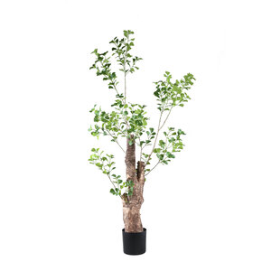 Tree Green Triangularis albero in vaso 180 cm