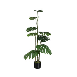 Pianta di monstera verde albero S