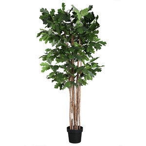 Albero Quercia verde in vaso